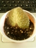 episcia ?