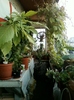 29 august 2012-flori 025