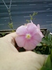 vinca roz