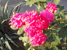 DSCN1893