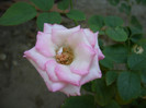 SDC14066