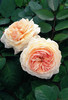 A Shropshire Lad