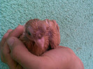 bimotat
