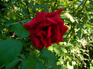 DSCN8846