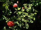 DSCN8850