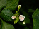 DSCN8864