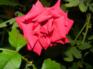 DSCN8867
