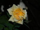 DSCN8868