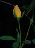 DSCN8873