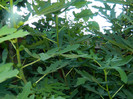 DSCN8874