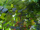 DSCN8896