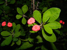 DSCN8898