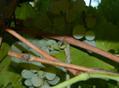 DSCN8903