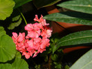 DSCN8907