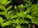 DSCN8909