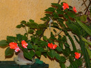 DSCN8916