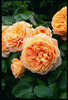 Crown Princess Margareta A