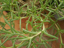 Delosperma cooperi