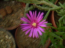 Delosperma cooperi