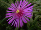Delosperma cooperi