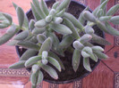 Delosperma echinatum