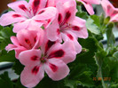 DSCN0515