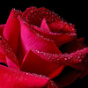 Rose_Red