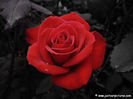 valentinesdayredrose