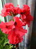 DSCN0460