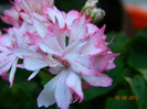 DSCN1310