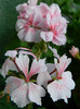 DSCN0531