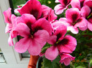 DSCN0686
