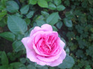 flori 2012 1078