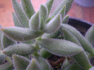 Delosperma echinatum