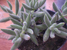 Delosperma echinatum