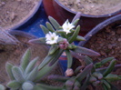 Delosperma napiforme