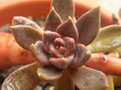 Echeveria affinis