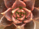 Echeveria affinis