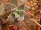 Echeveria elegans