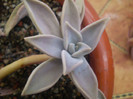 Echeveria microcalyx