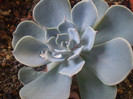 Echeveria secunda var. pumila