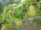 P1010183