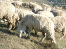 DSCF2192