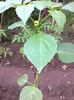 TOMATILLO PURPLE