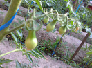 YELLOW PEAR
