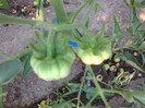 COSTOLUTO FIORENTINO