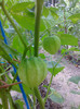 TOMATILLO
