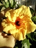 30 august 2012-flori 002