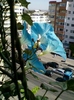 30 august 2012-flori 013