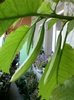 30 august 2012-flori 020